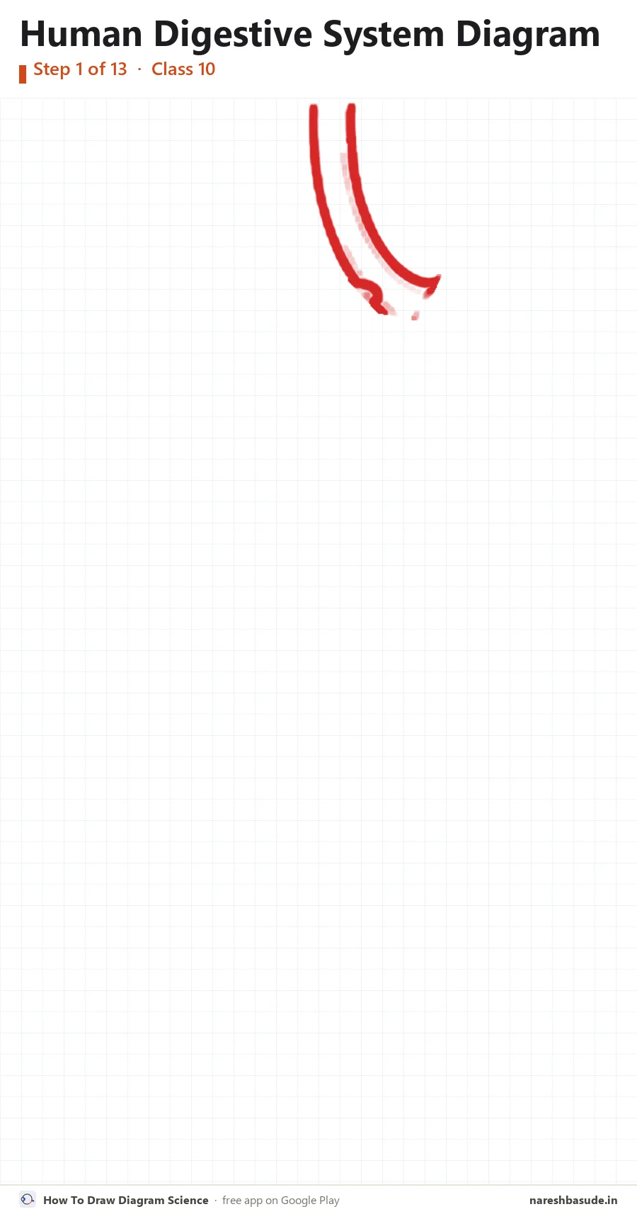 Human Digestive System diagram drawing, step 1: oesophagus
