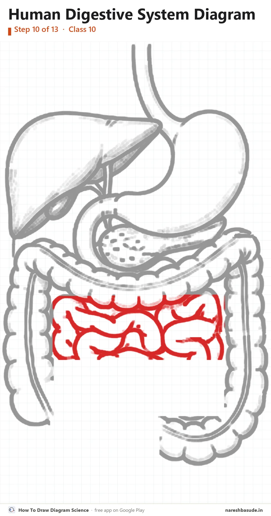 Human Digestive System diagram drawing, step 10: small intestine: upper coils
