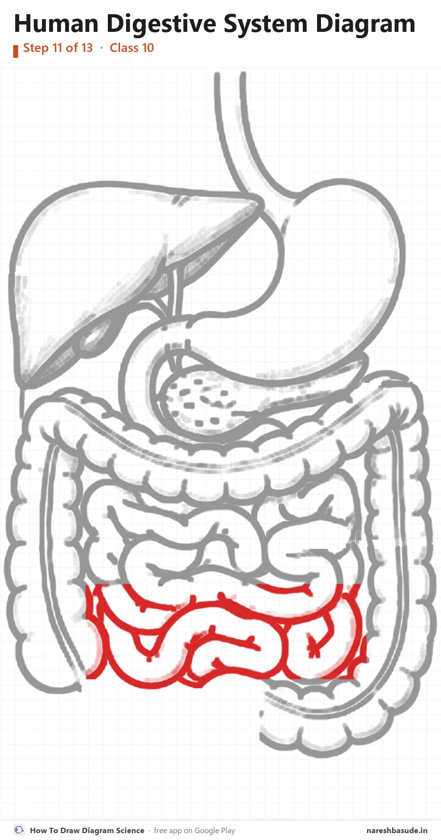 Human Digestive System diagram drawing, step 11: small intestine: lower coils
