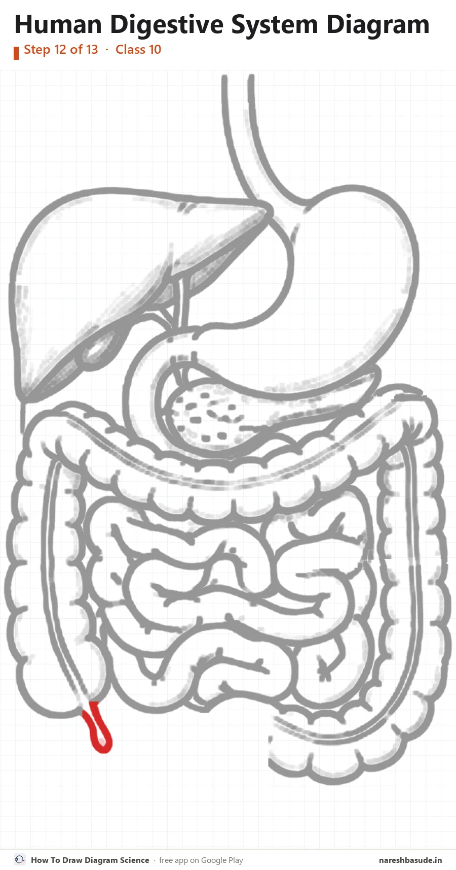 Human Digestive System diagram drawing, step 12: appendix