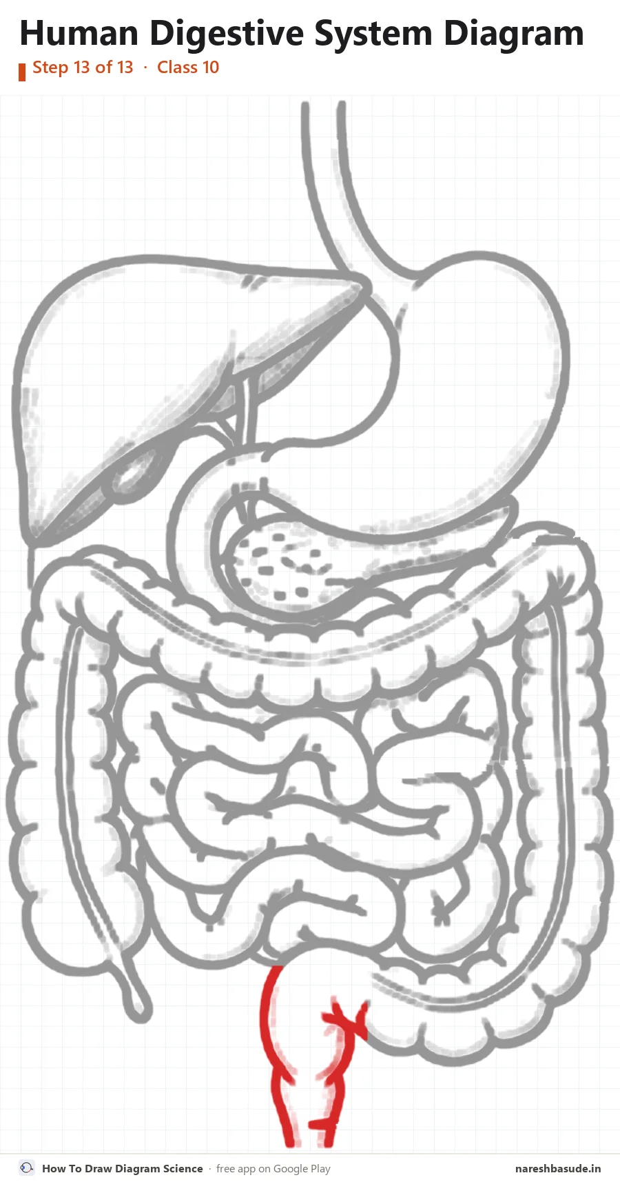Human Digestive System diagram drawing, step 13: rectum and anus