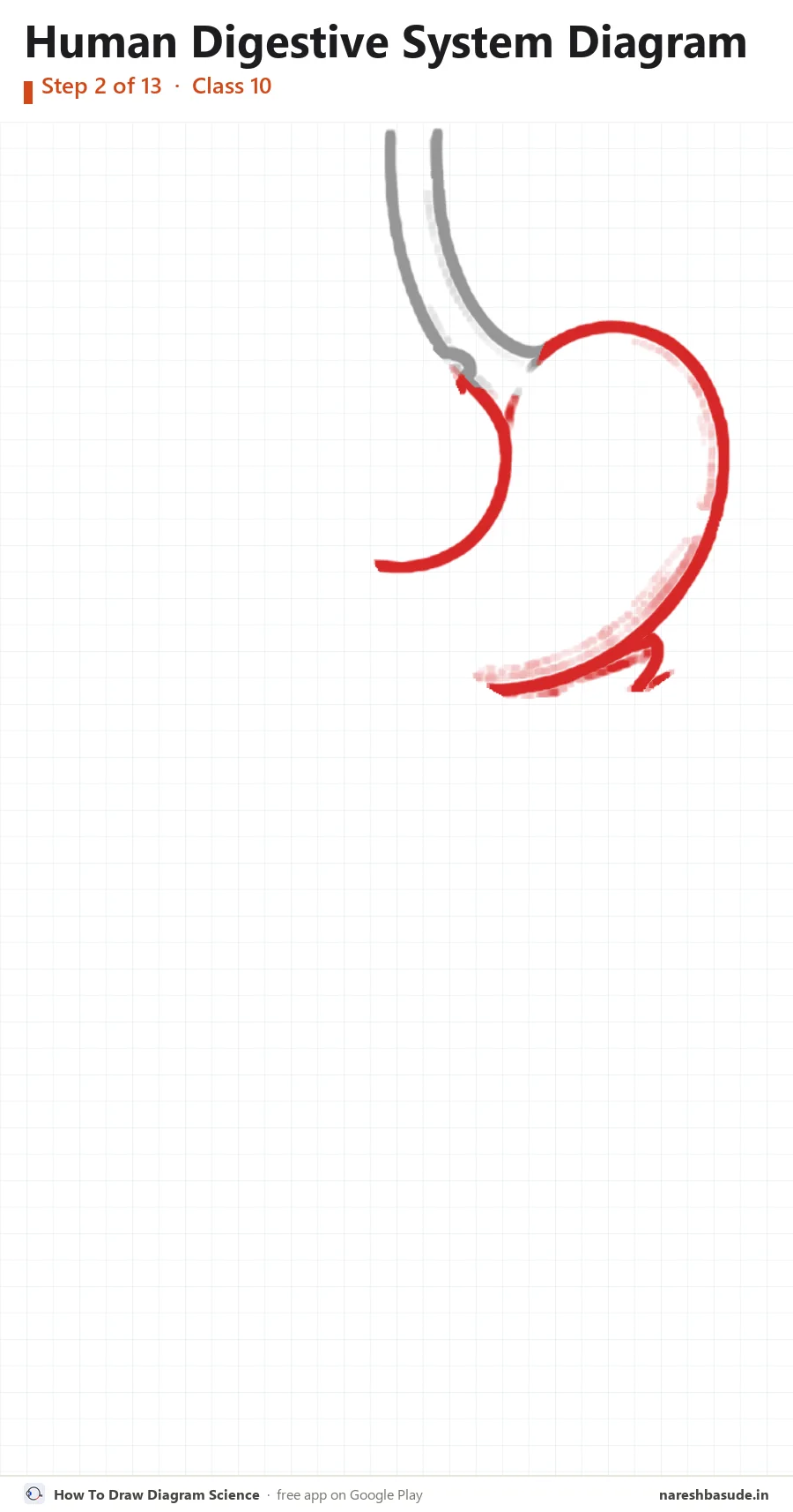 Human Digestive System diagram drawing, step 2: stomach