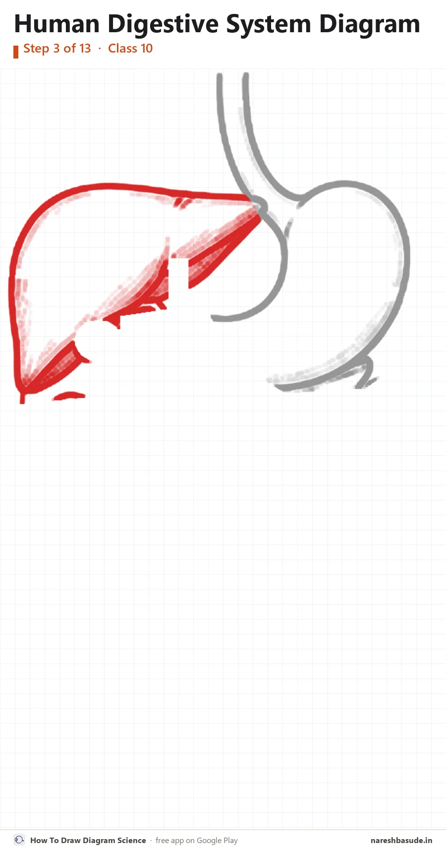 Human Digestive System diagram drawing, step 3: liver