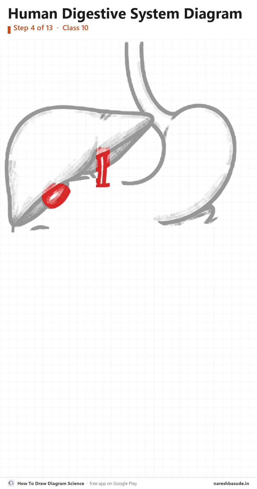 Human Digestive System diagram drawing, step 4: gall bladder