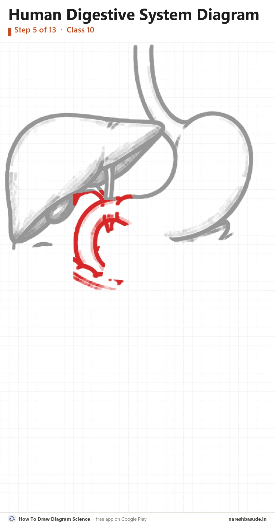 Human Digestive System diagram drawing, step 5: duodenum