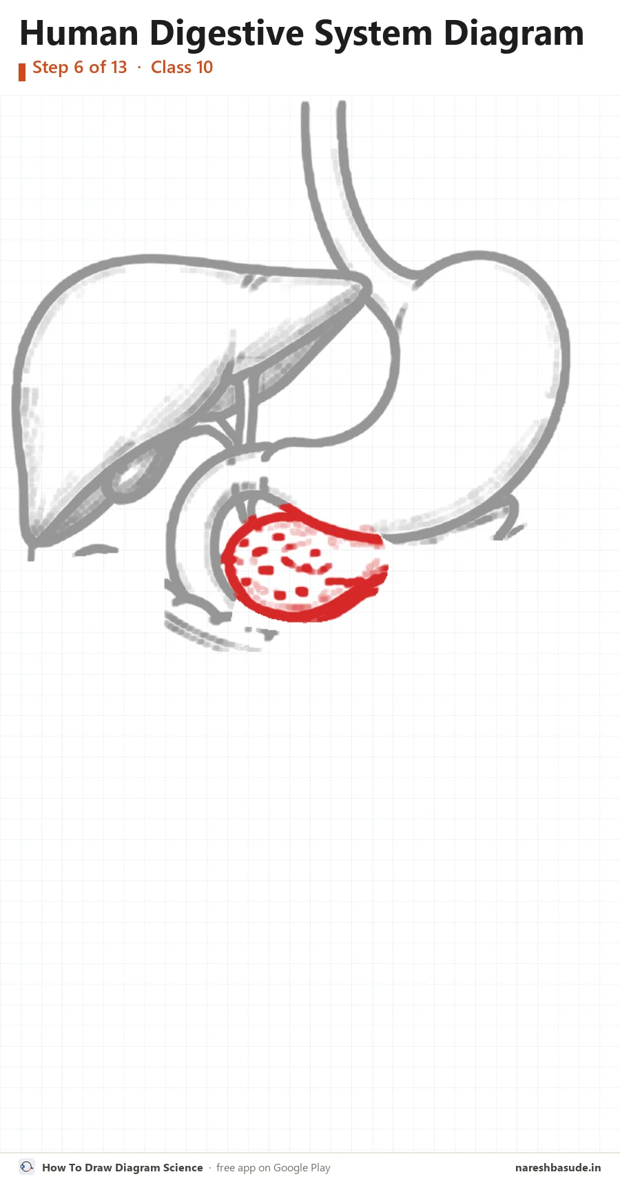 Human Digestive System diagram drawing, step 6: pancreas