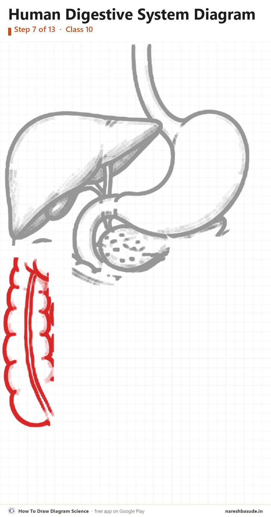 Human Digestive System diagram drawing, step 7: large intestine: rising on the left