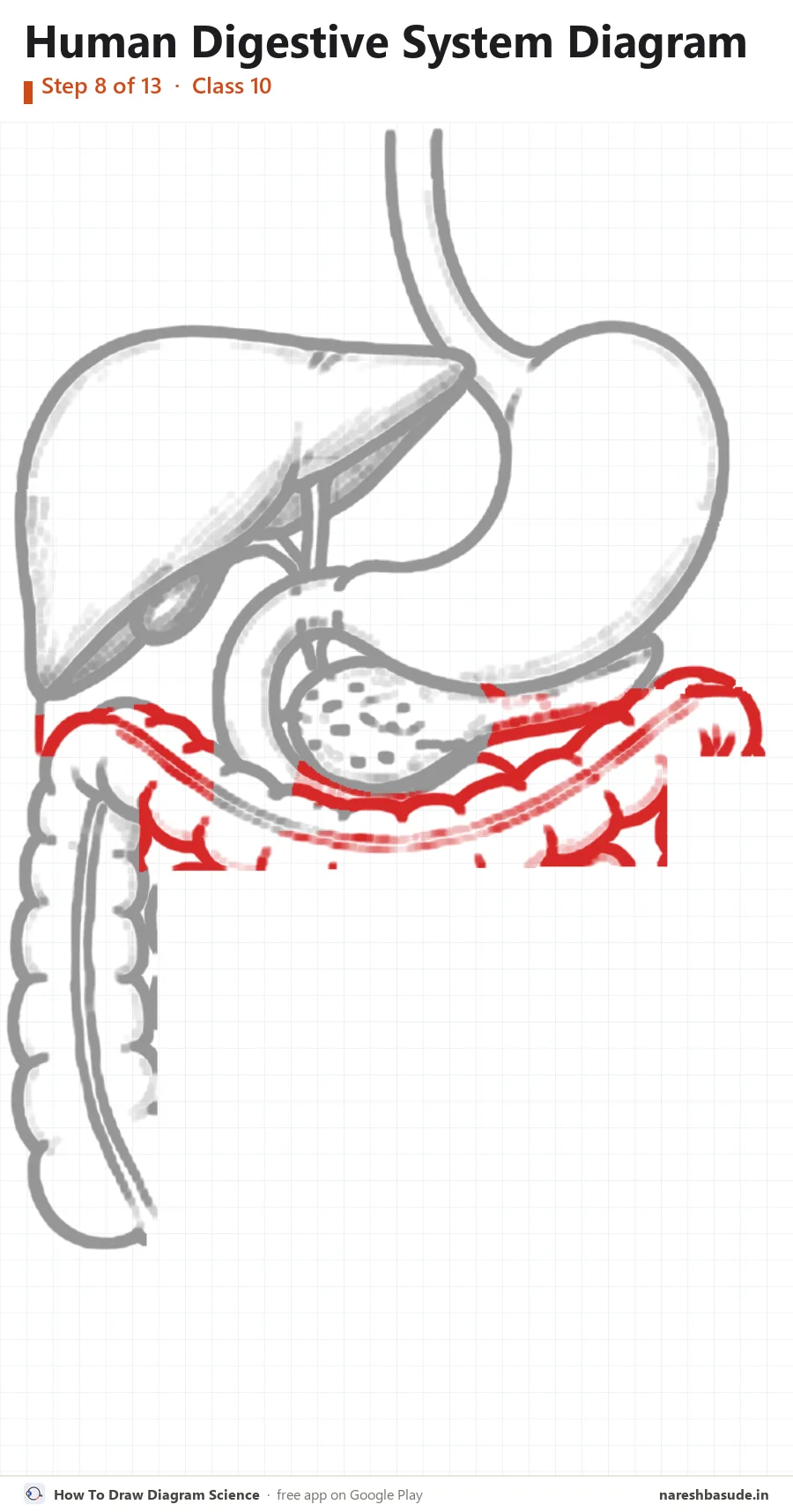 Human Digestive System diagram drawing, step 8: large intestine: across the top