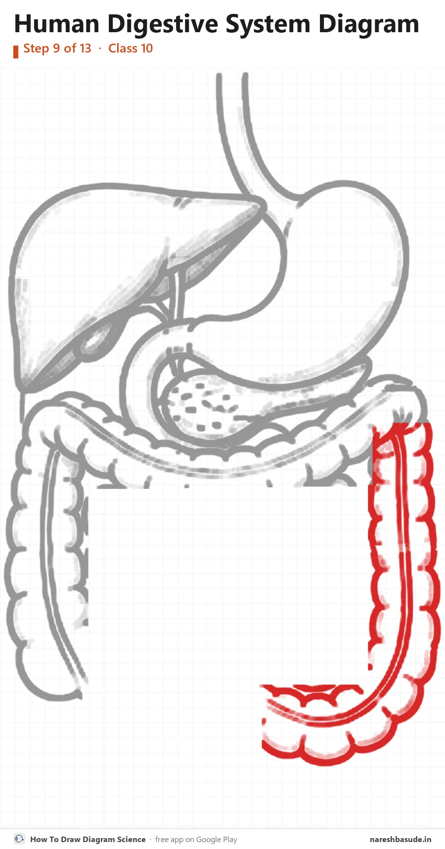 Human Digestive System diagram drawing, step 9: large intestine: down the right