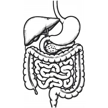 Human Digestive System diagram