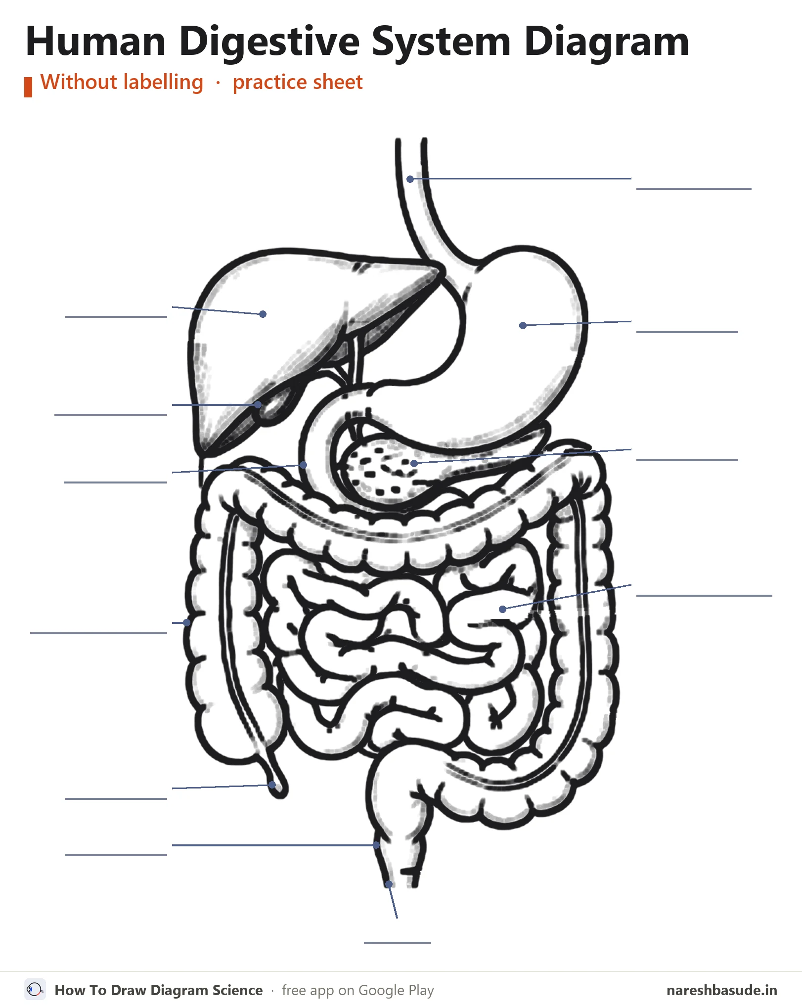 Human Digestive System diagram without labelling (unlabelled), for practice