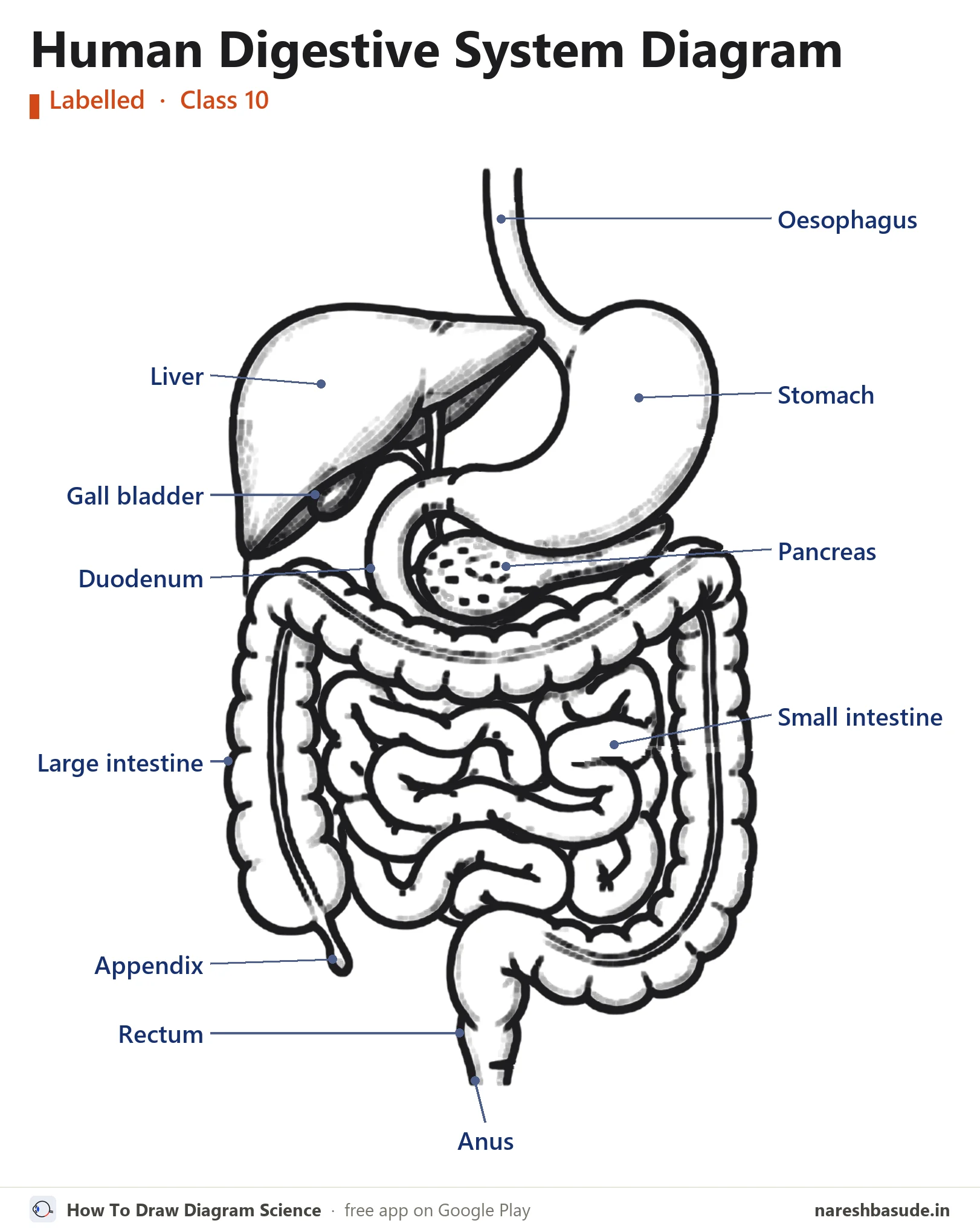 Labelled human digestive system diagram