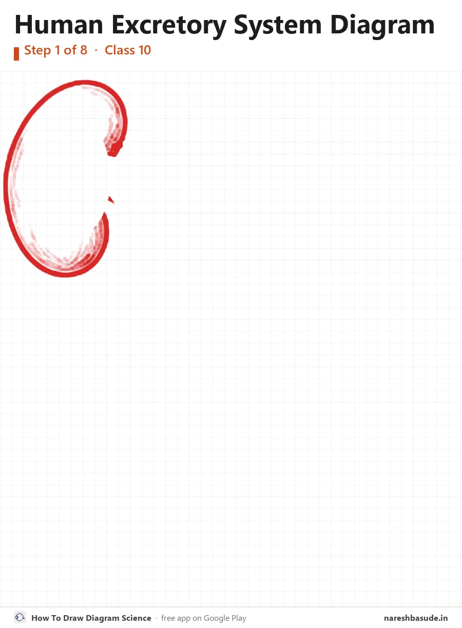 Human Excretory System diagram drawing, step 1: left kidney