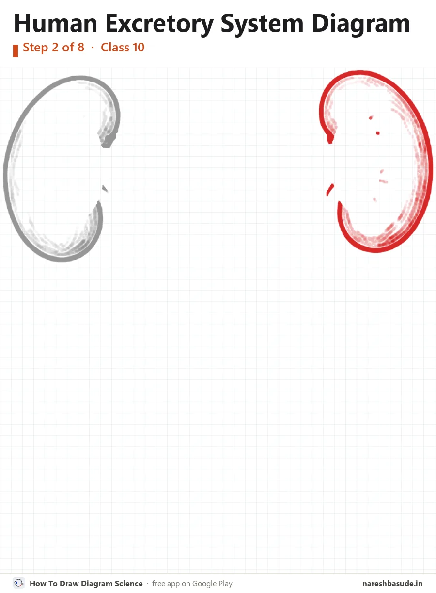 Human Excretory System diagram drawing, step 2: right kidney