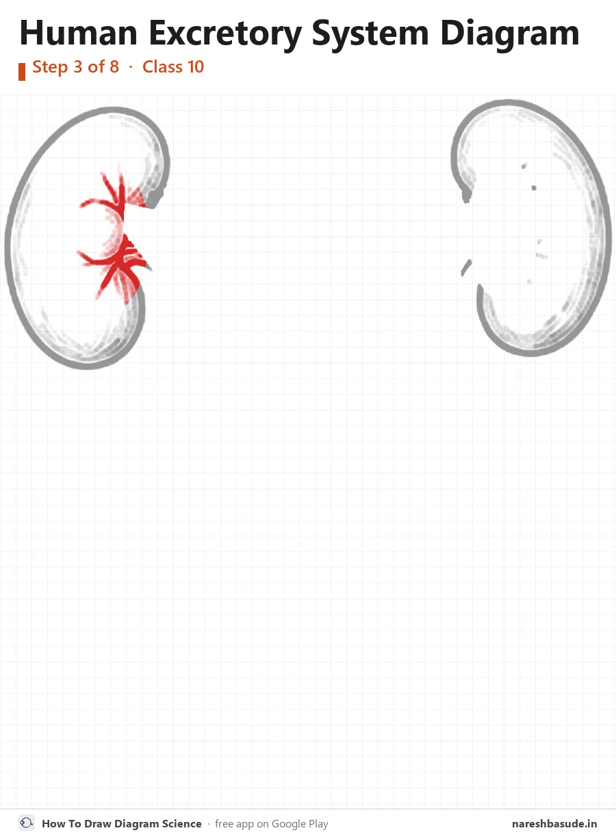 Human Excretory System diagram drawing, step 3: inside the left kidney