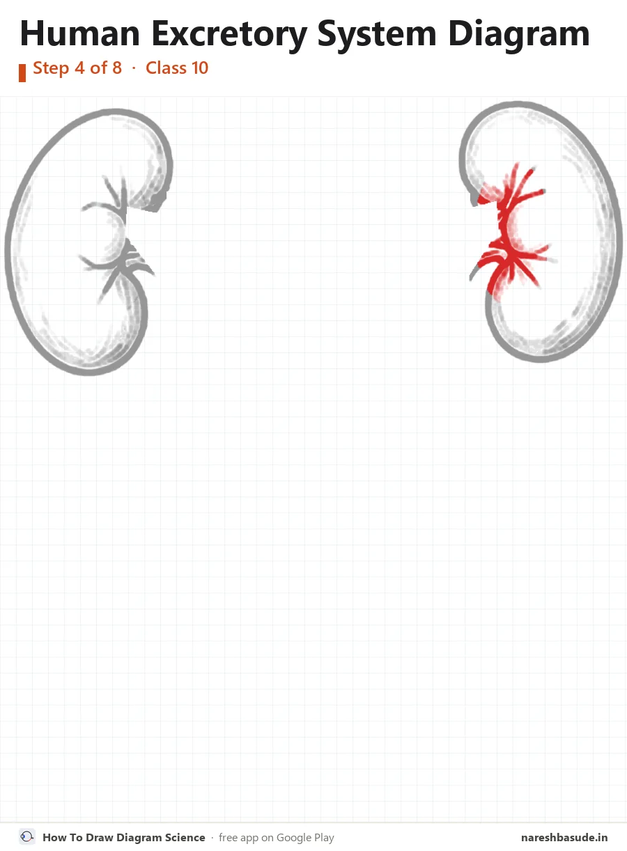 Human Excretory System diagram drawing, step 4: inside the right kidney