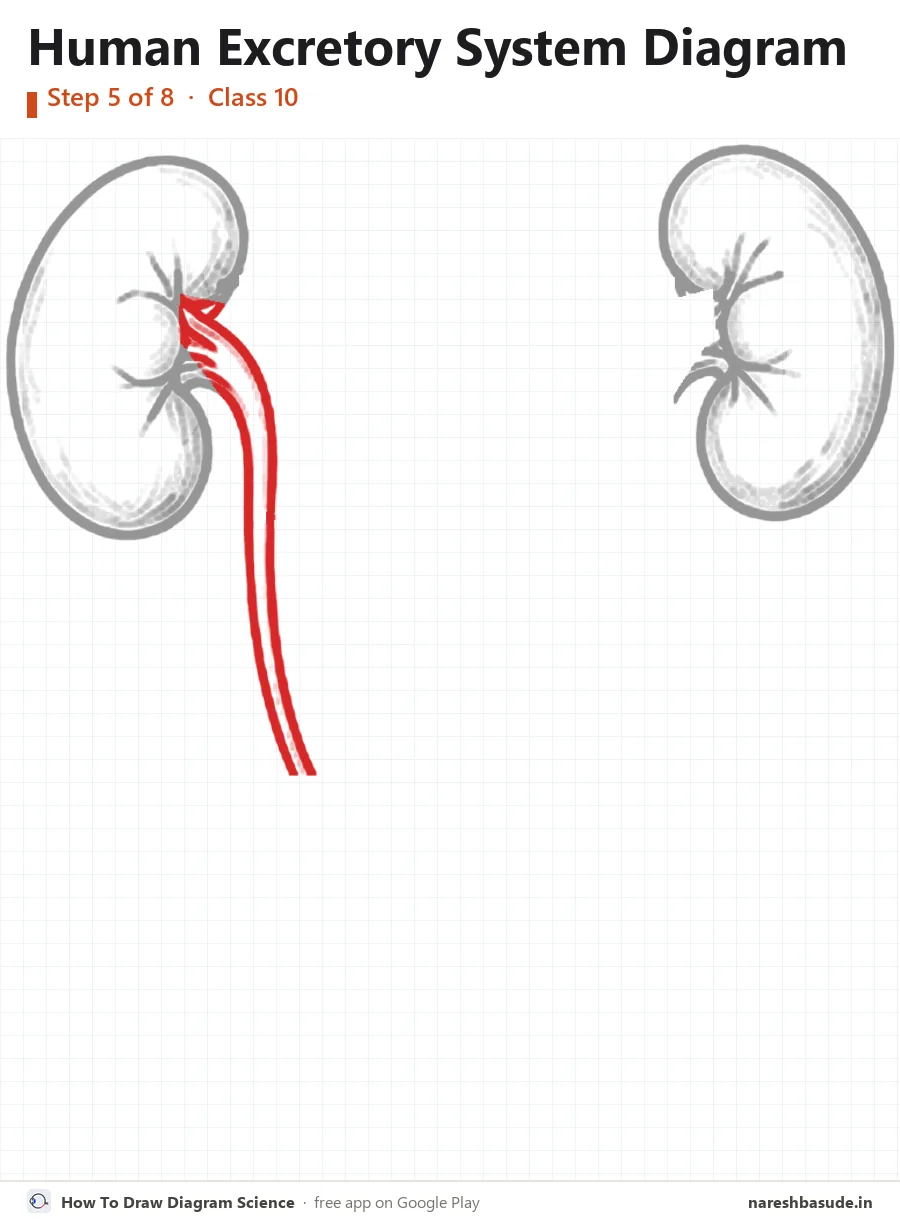 Human Excretory System diagram drawing, step 5: left ureter