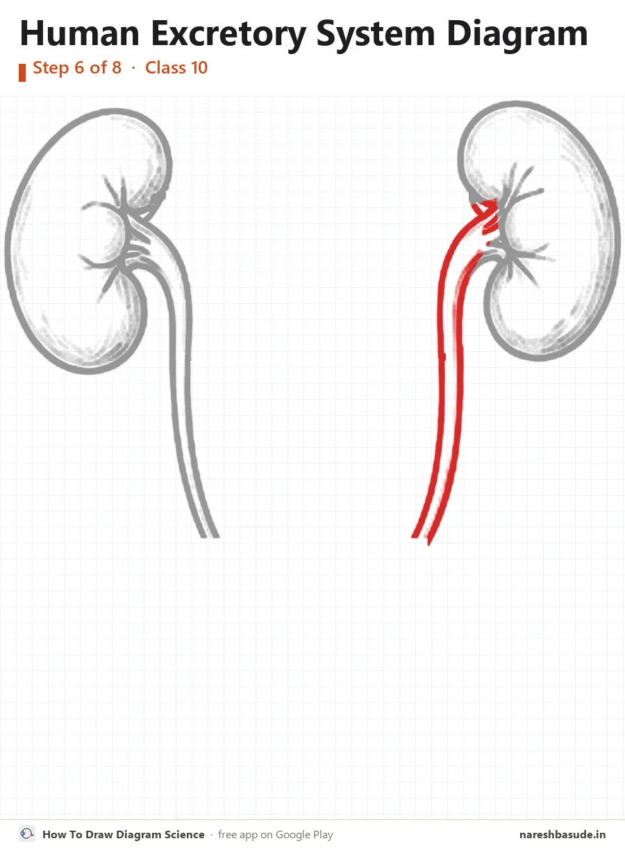 Human Excretory System diagram drawing, step 6: right ureter