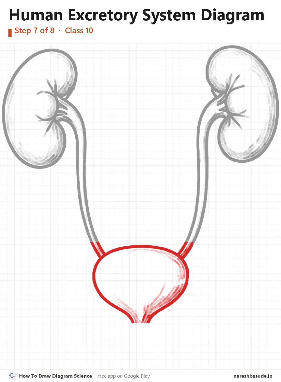 Human Excretory System diagram drawing, step 7: urinary bladder