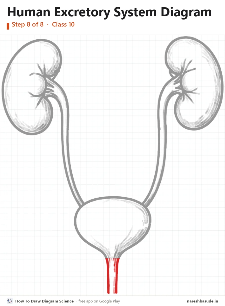 Human Excretory System diagram drawing, step 8: urethra