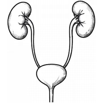 Human Excretory System diagram