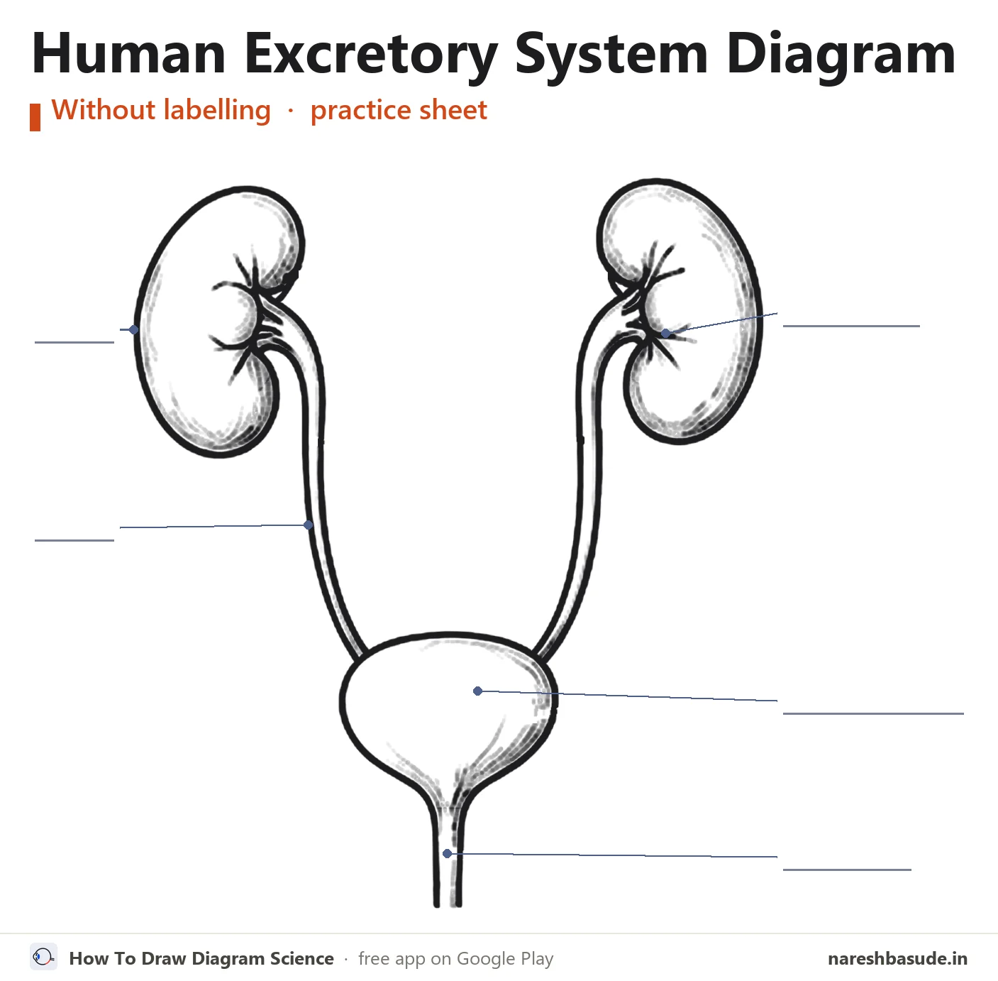 Human Excretory System diagram without labelling (unlabelled), for practice