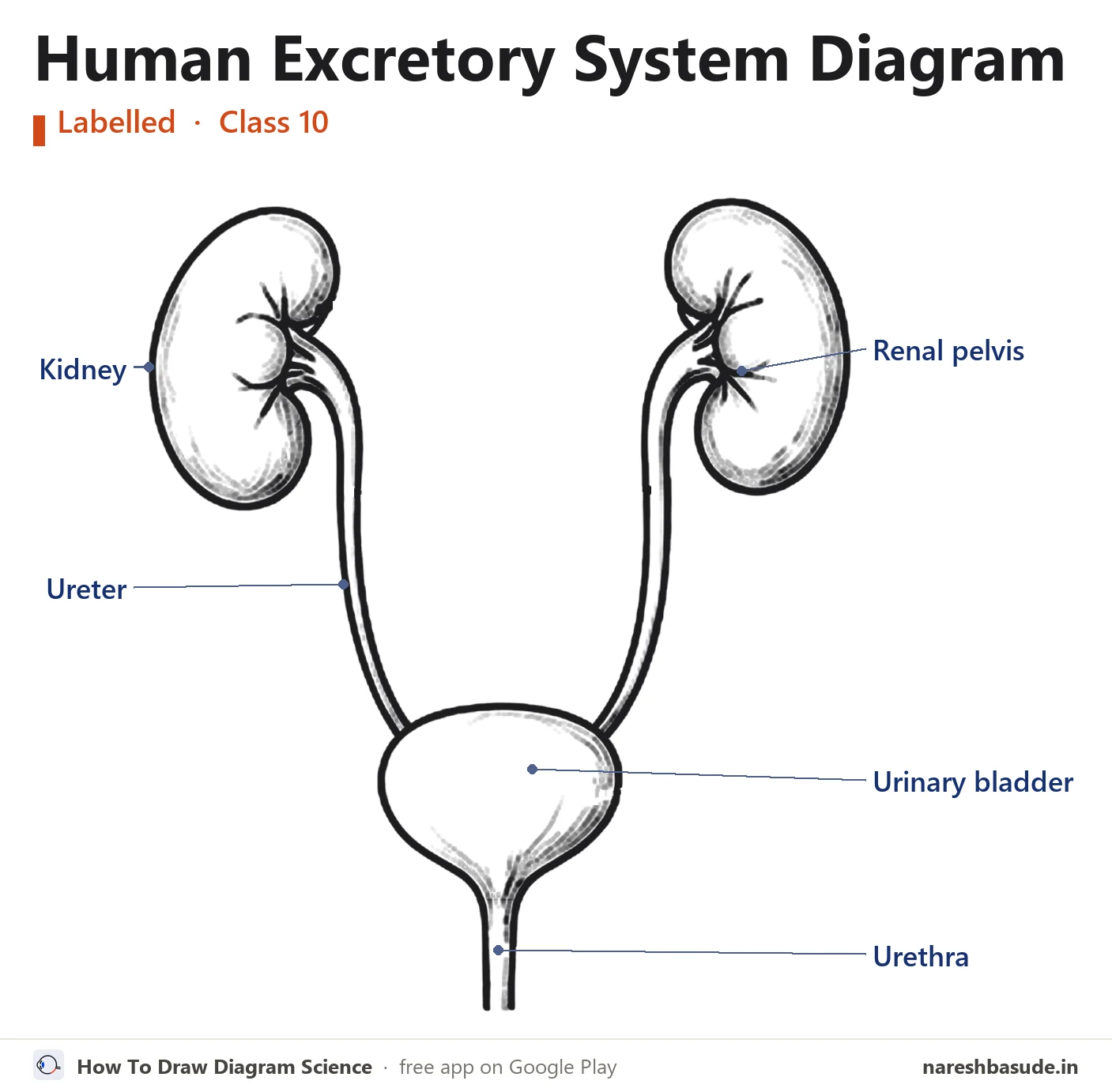 Labelled human excretory system diagram