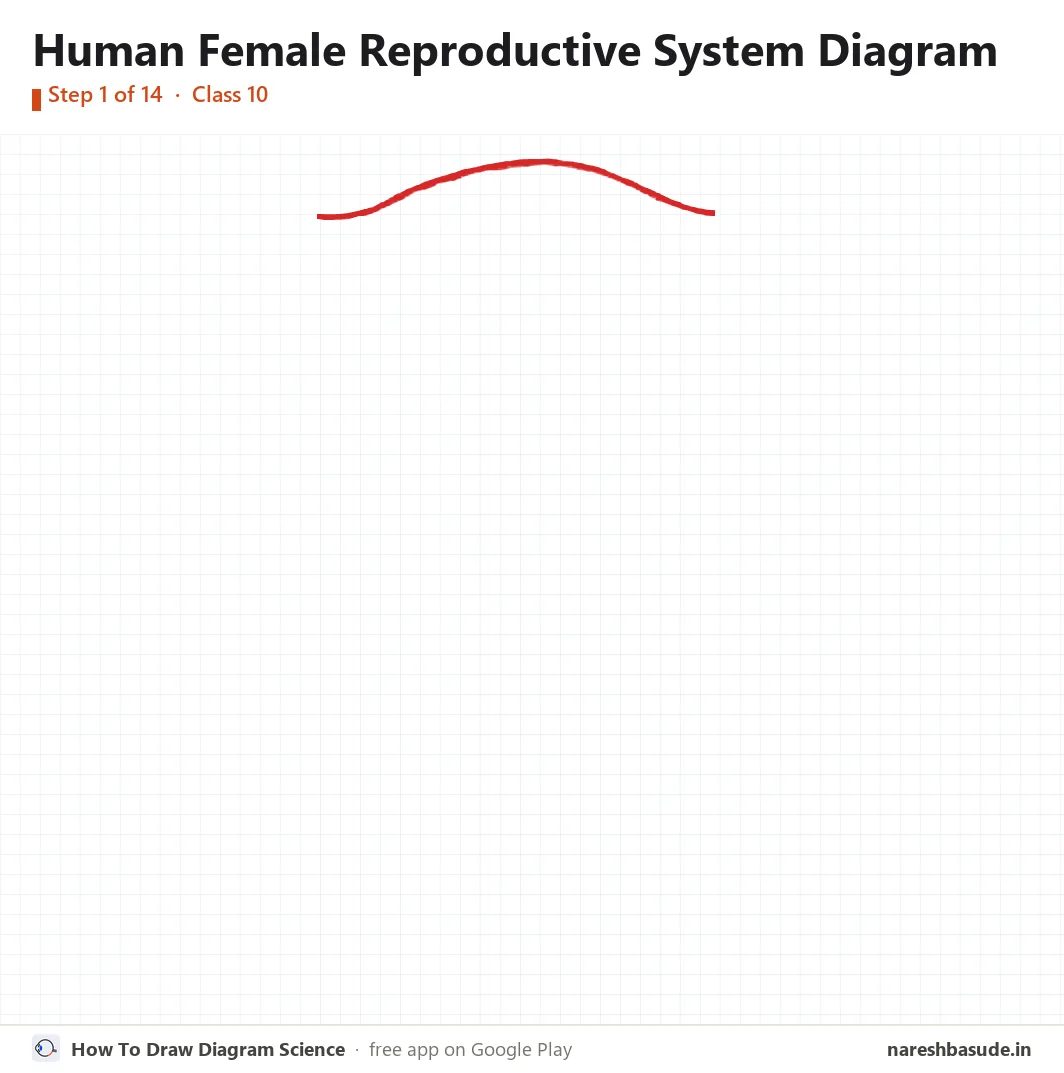 Female Reproductive System Diagram Class 10, Labelled