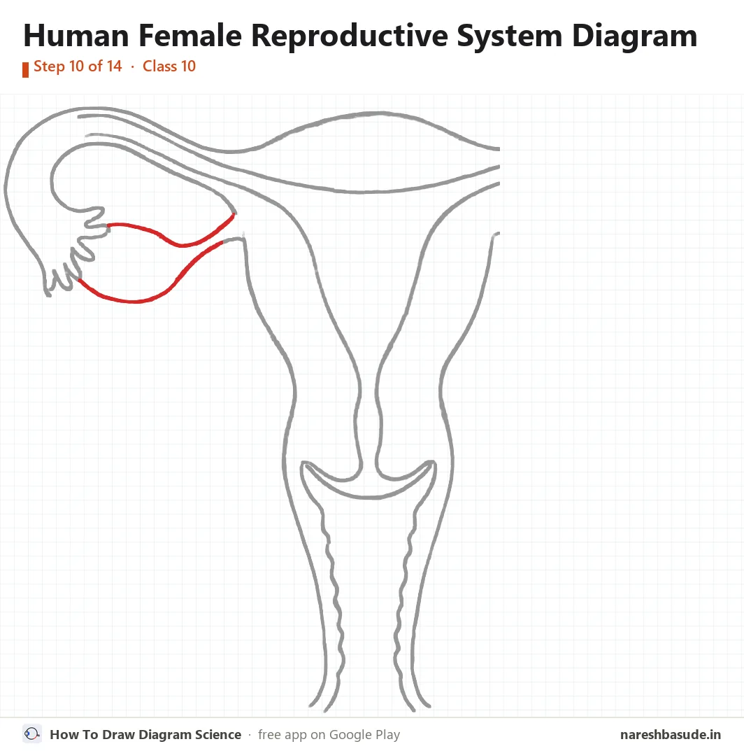 Human Female Reproductive System diagram drawing, step 10: left ovary