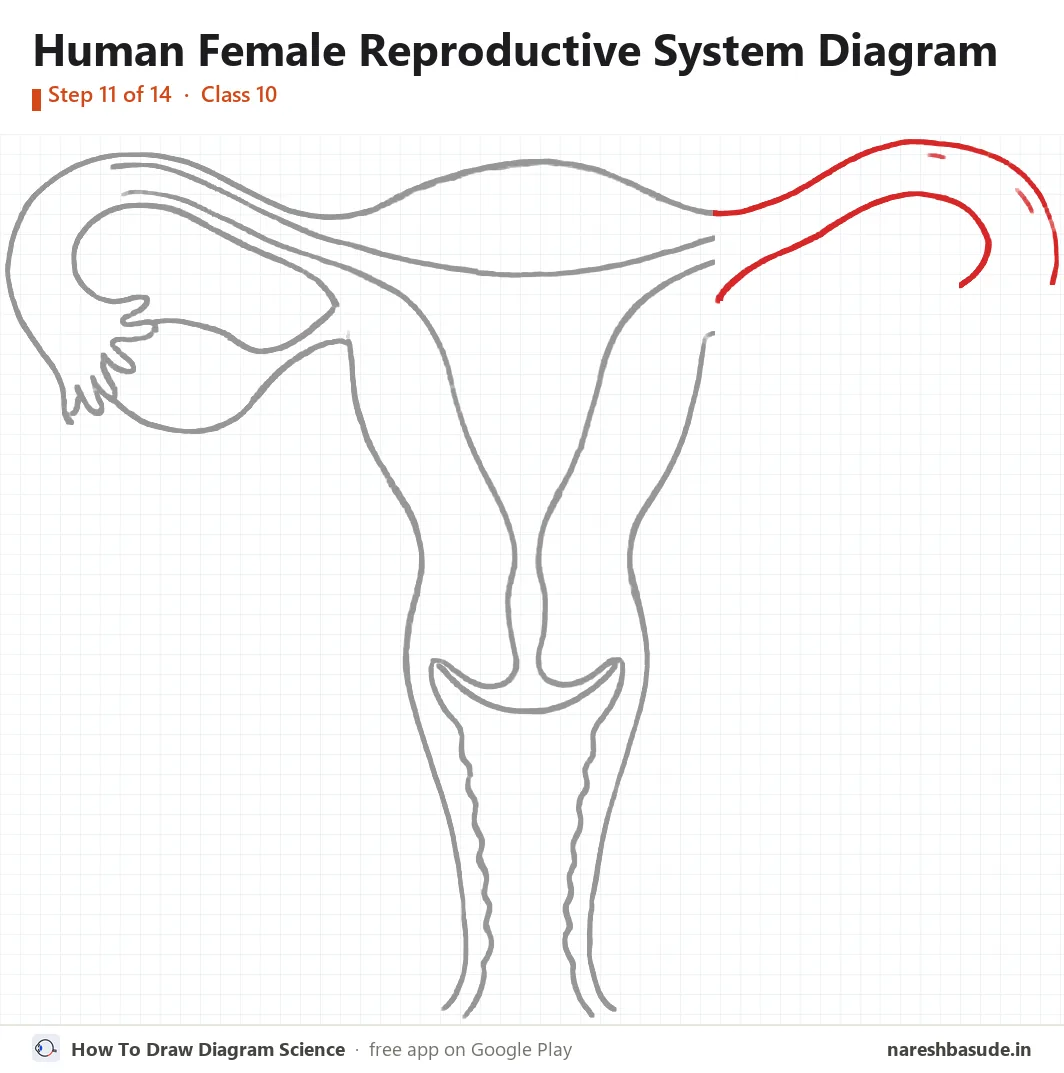Human Female Reproductive System diagram drawing, step 11: right tube: outer lines