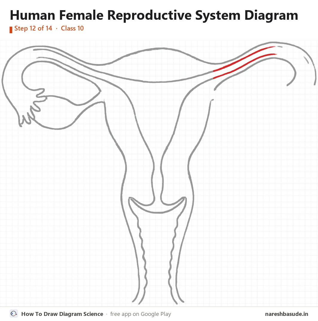 Human Female Reproductive System diagram drawing, step 12: right tube: inner lines