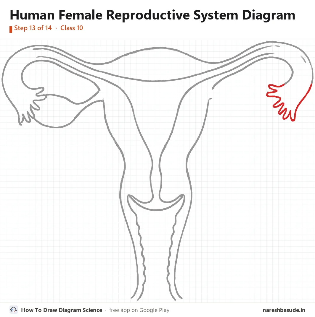 Human Female Reproductive System diagram drawing, step 13: right tube: the fingers