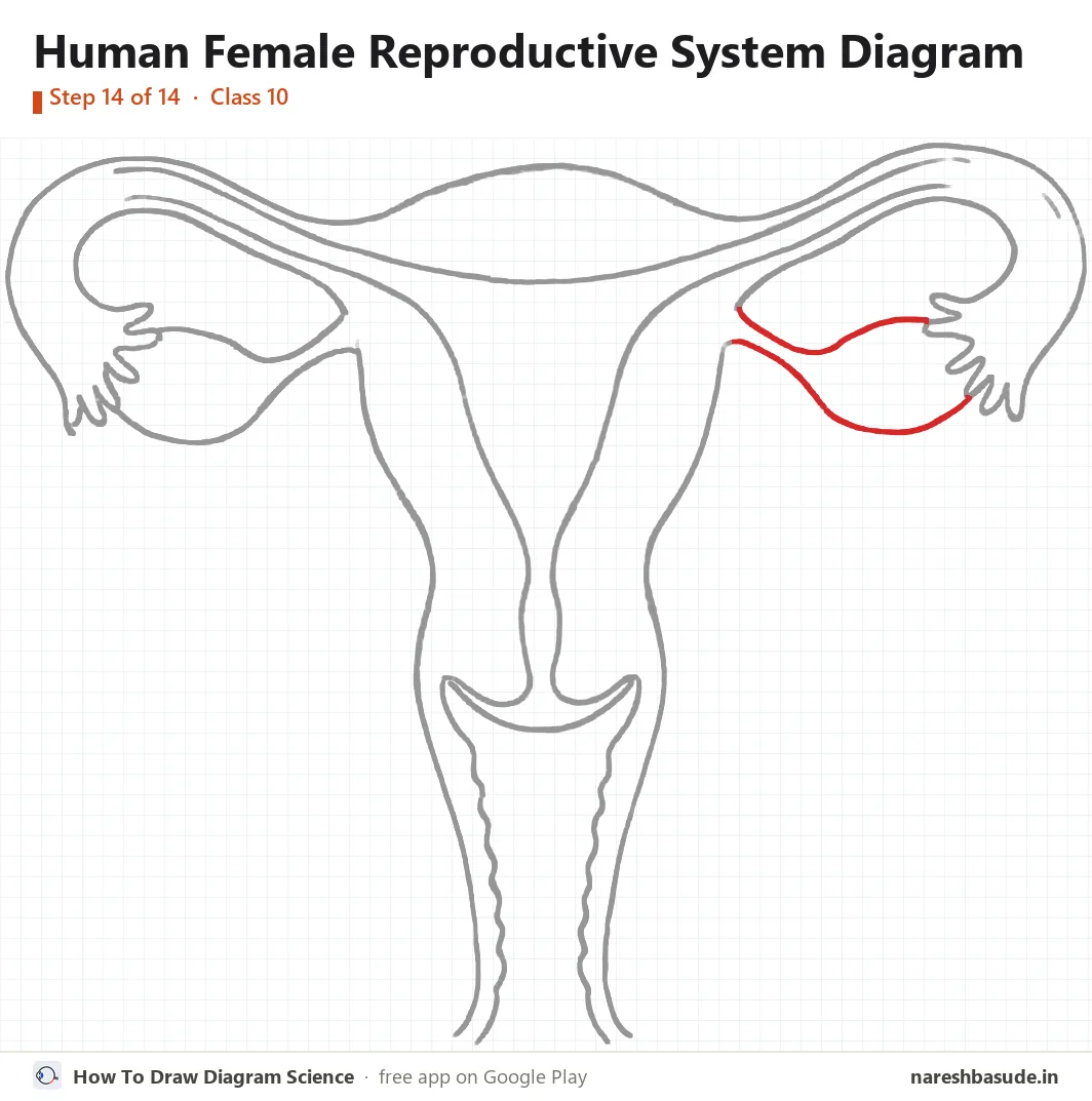 Human Female Reproductive System diagram drawing, step 14: right ovary