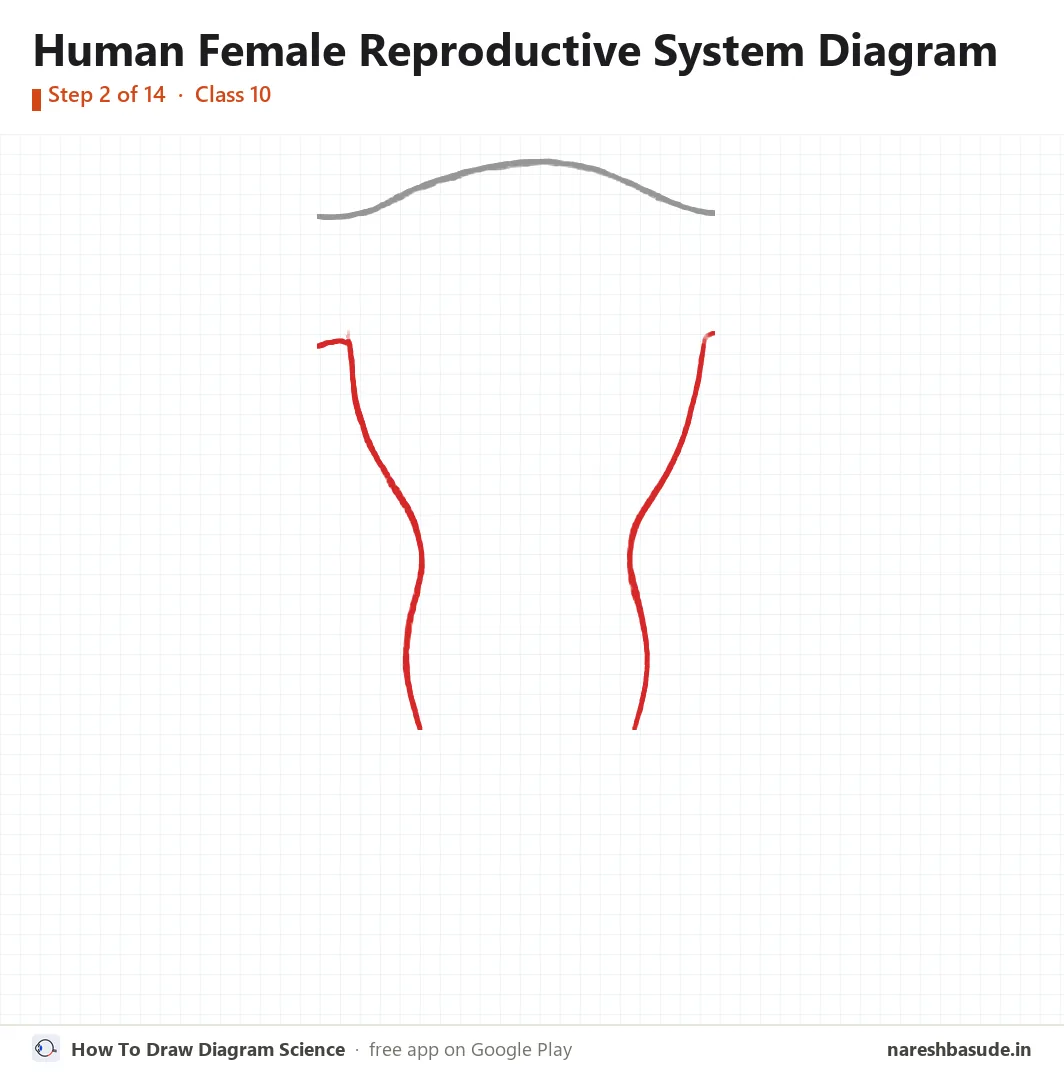 Human Female Reproductive System diagram drawing, step 2: uterus: the outer walls