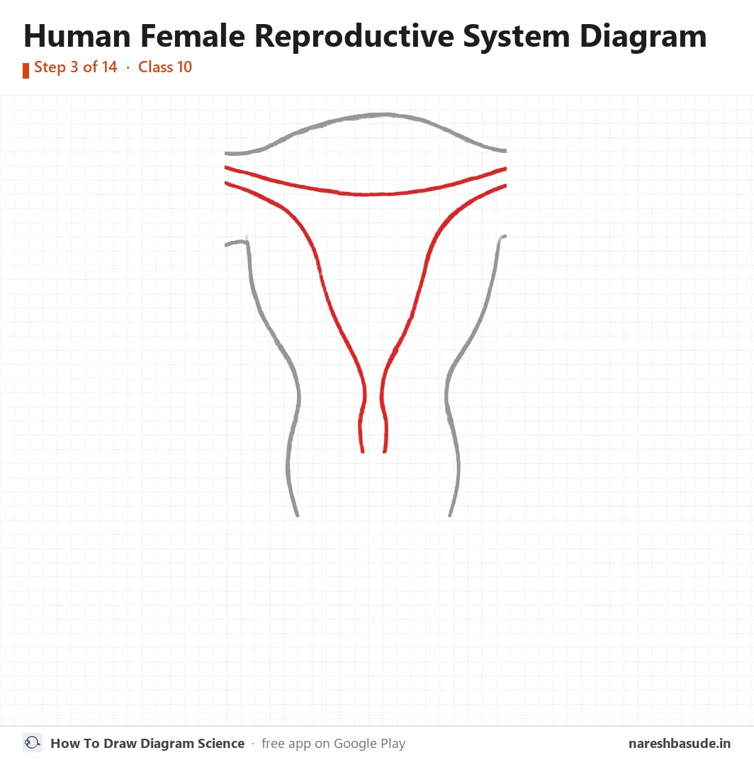 Human Female Reproductive System diagram drawing, step 3: uterus: the space inside