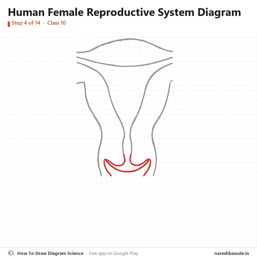 Human Female Reproductive System diagram drawing, step 4: cervix
