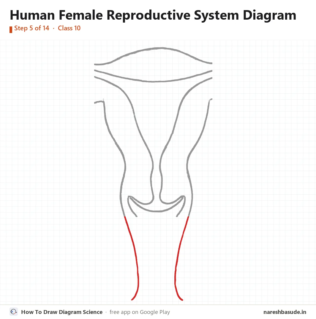 Human Female Reproductive System diagram drawing, step 5: vagina: outer walls