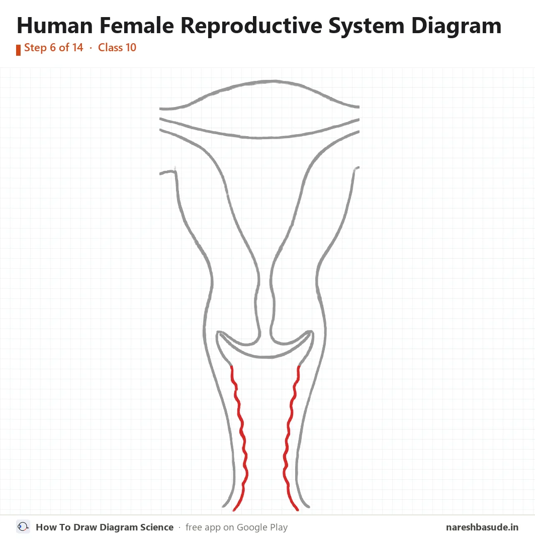 Human Female Reproductive System diagram drawing, step 6: vagina: wavy inner lines