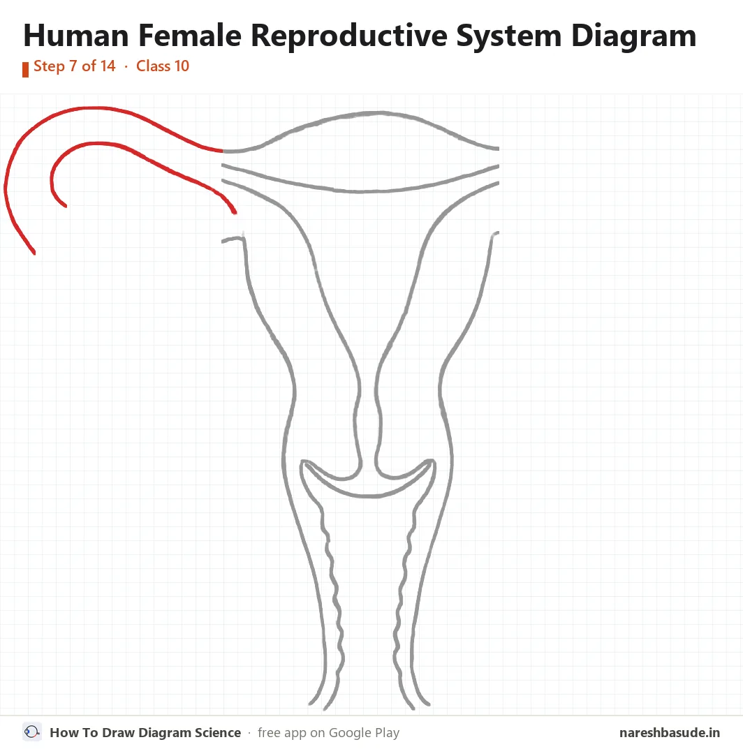 Human Female Reproductive System diagram drawing, step 7: left tube: outer lines