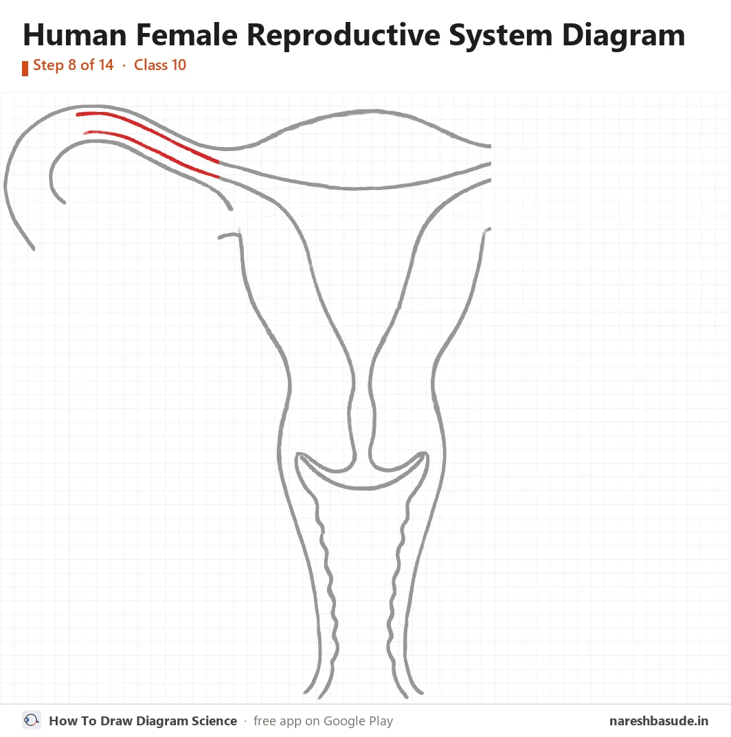 Human Female Reproductive System diagram drawing, step 8: left tube: inner lines