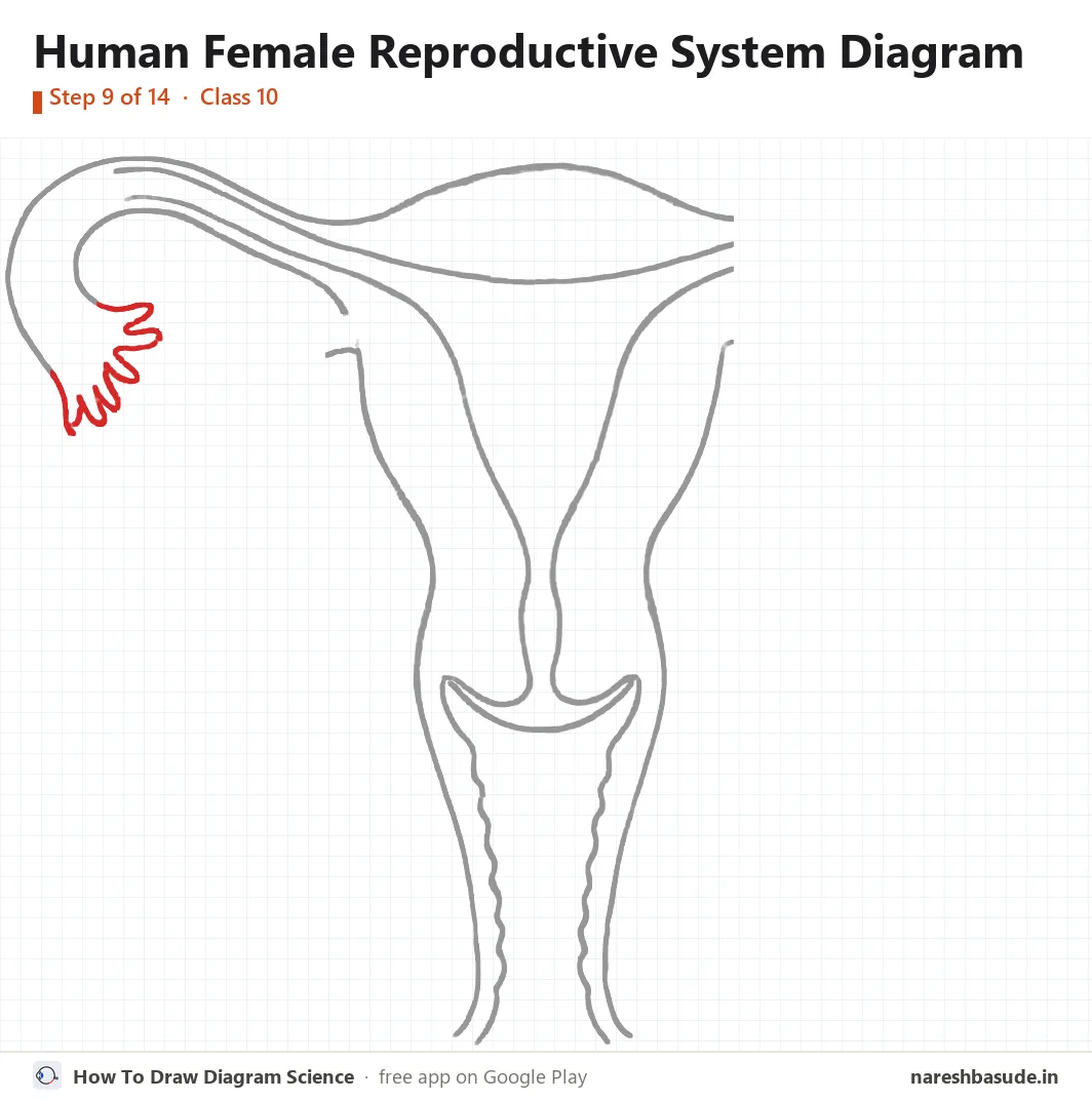 Human Female Reproductive System diagram drawing, step 9: left tube: the fingers
