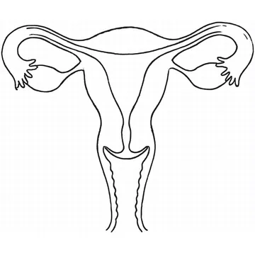 Human Female Reproductive System diagram