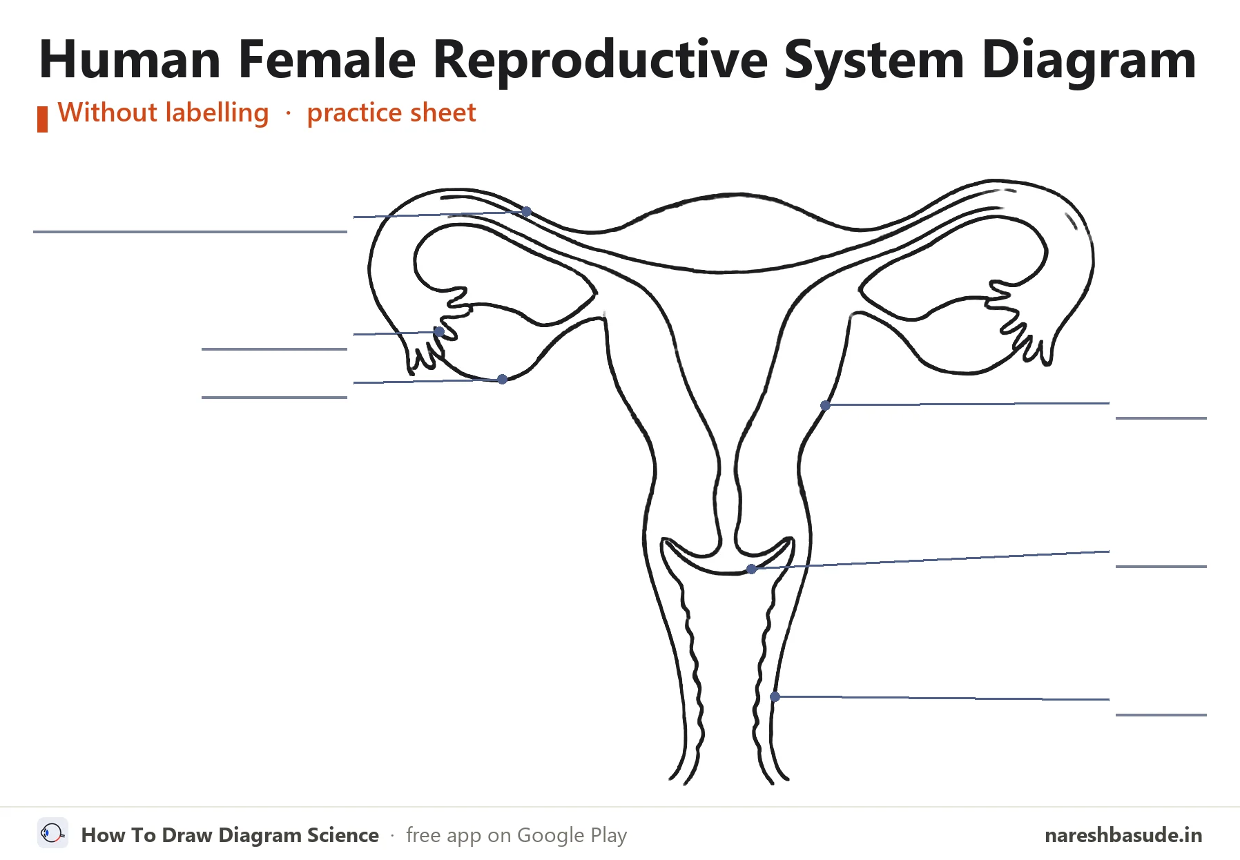 Human Female Reproductive System diagram without labelling (unlabelled), for practice