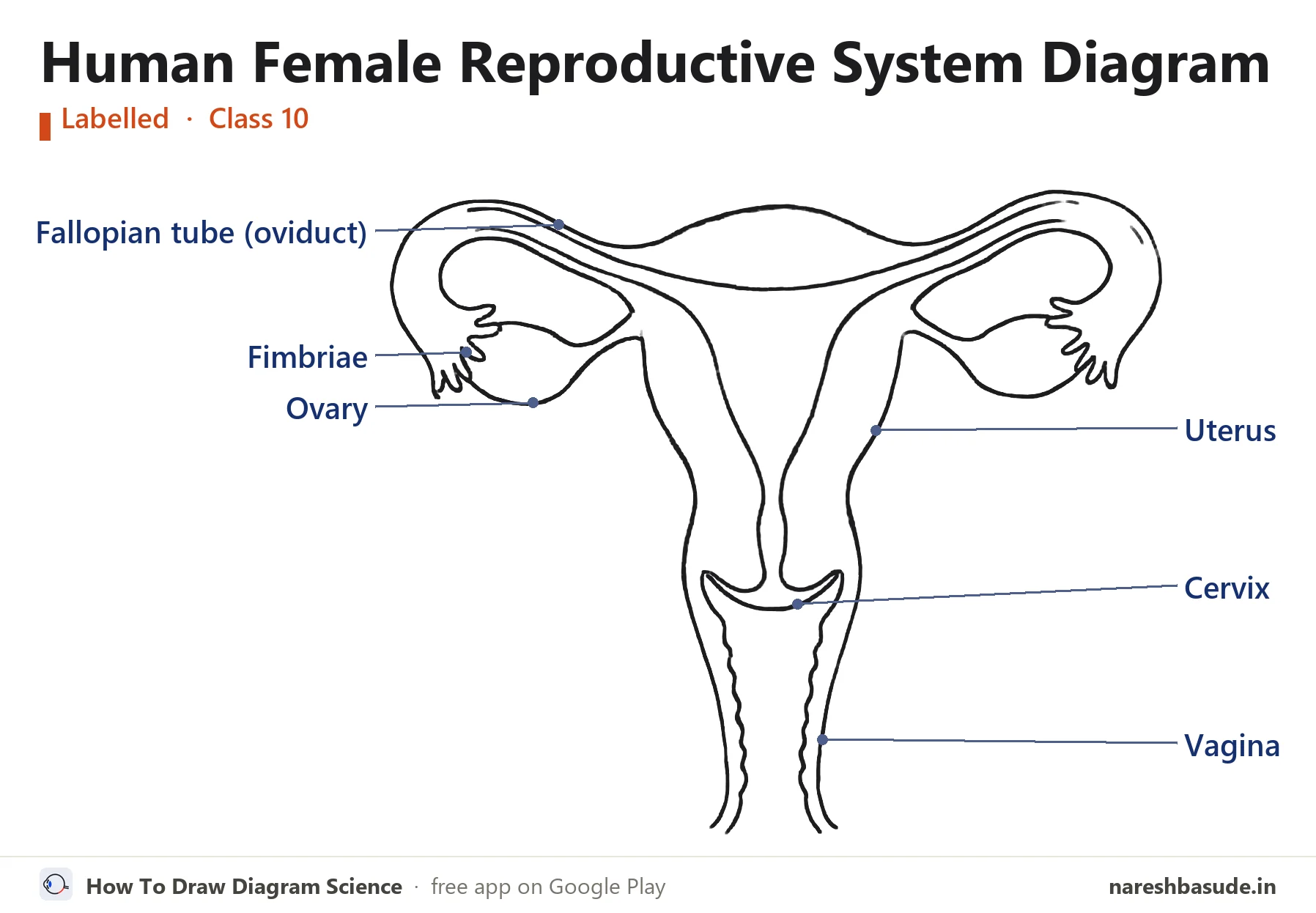Labelled human female reproductive system diagram