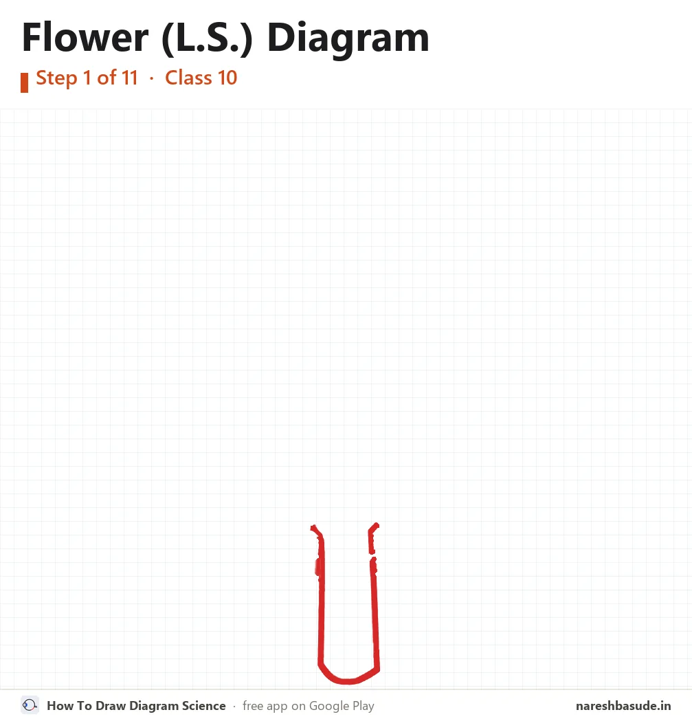 Flower (L.S.) diagram drawing, step 1: stalk and receptacle