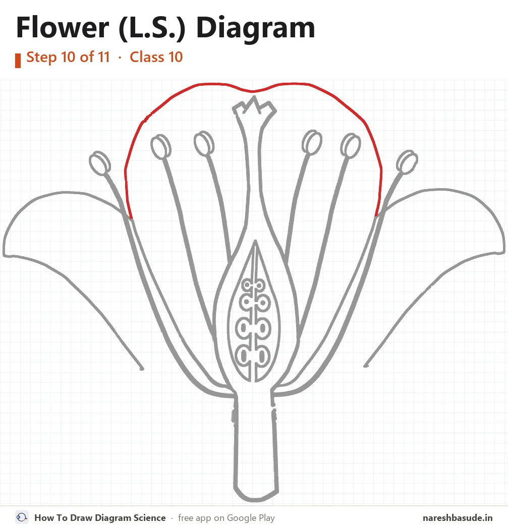 Flower (L.S.) diagram drawing, step 10: back petal
