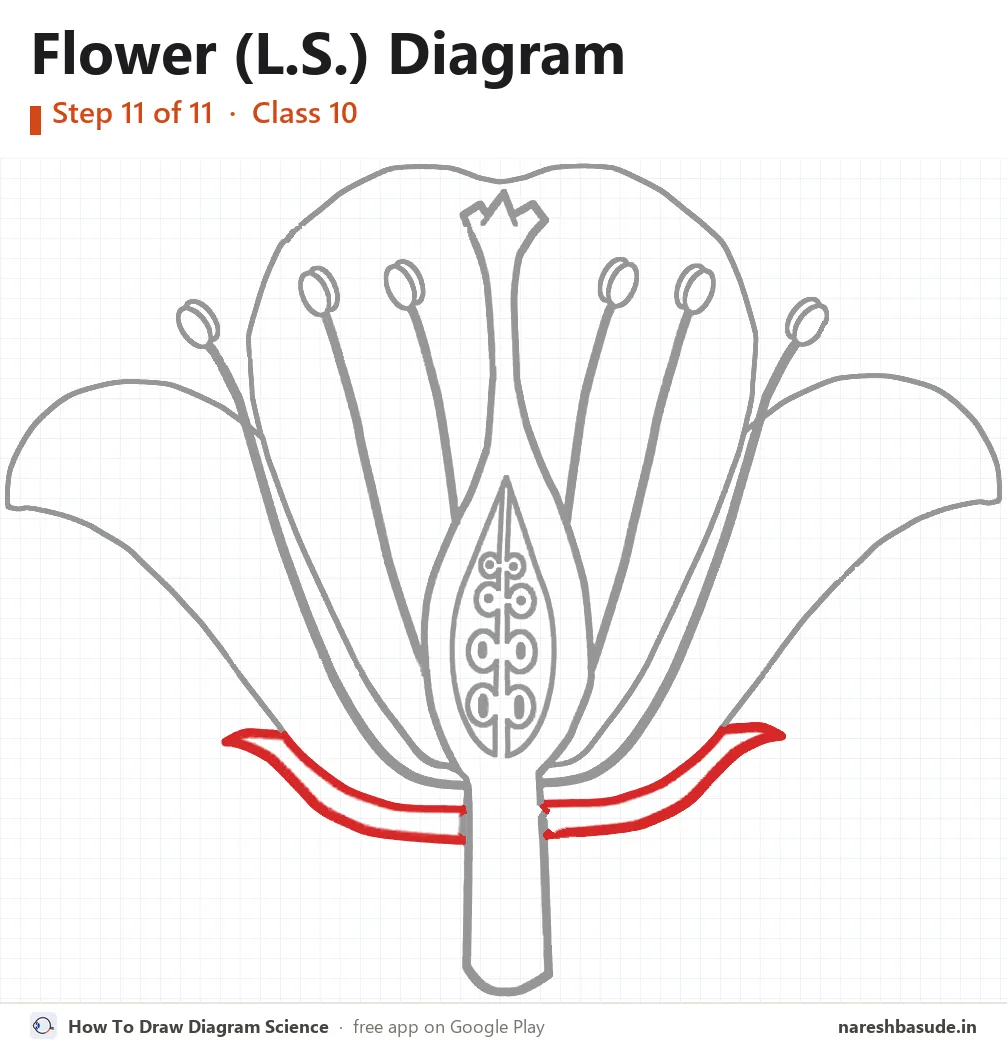 Flower (L.S.) diagram drawing, step 11: sepals
