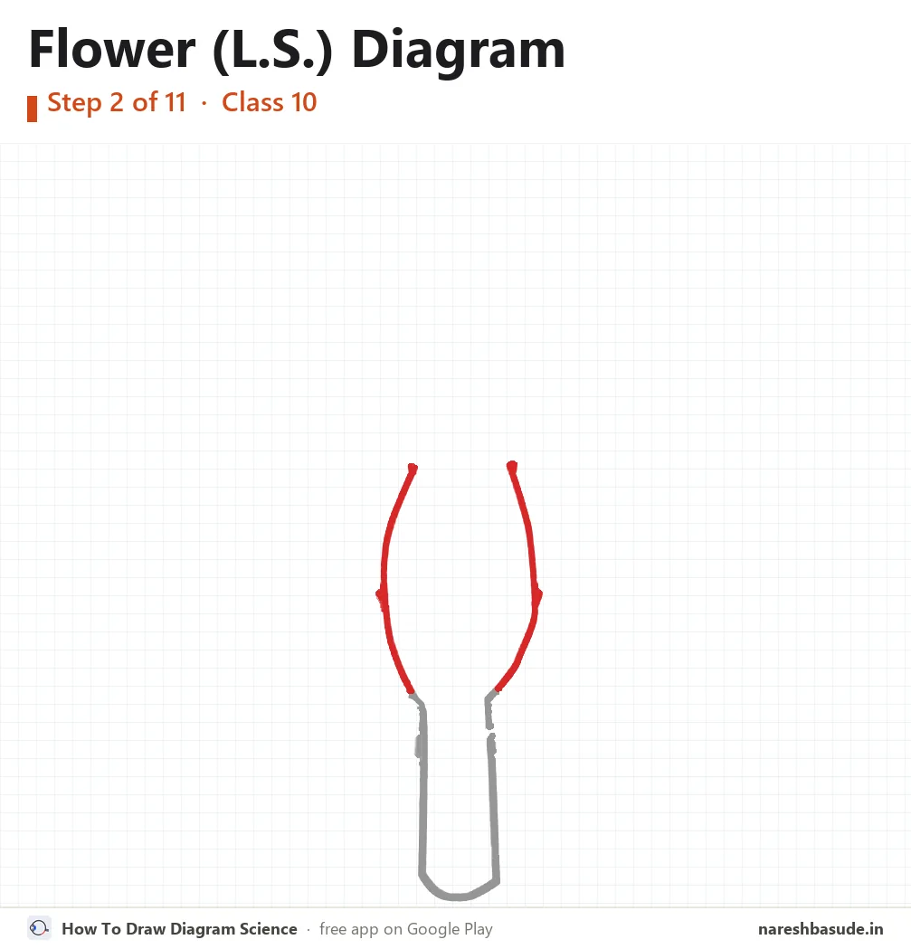Flower (L.S.) diagram drawing, step 2: ovary