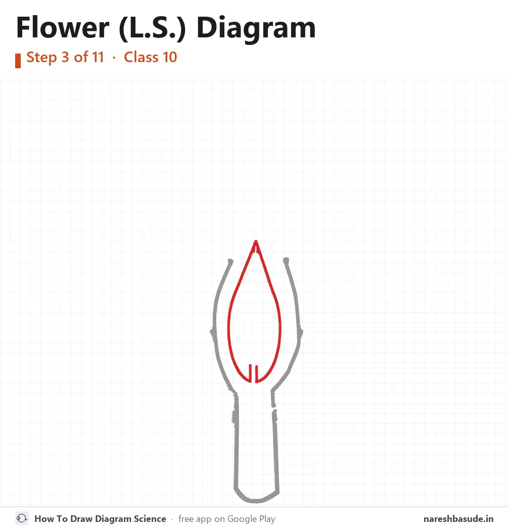 Flower (L.S.) diagram drawing, step 3: inside the ovary