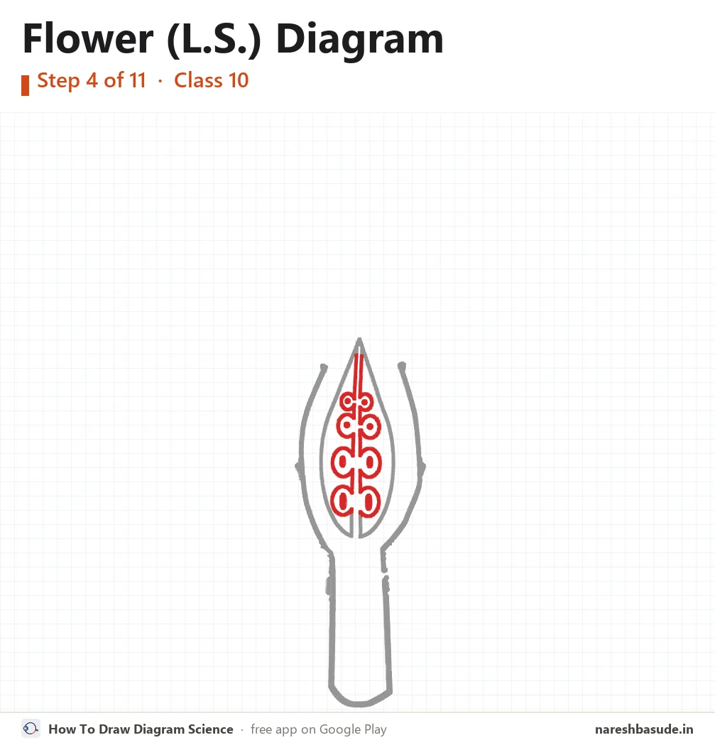 Flower (L.S.) diagram drawing, step 4: ovules
